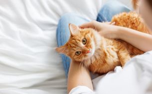 everything-you-need-to-know-about-international-cat-day