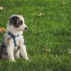 best-puppy-food-for-your-small-friend