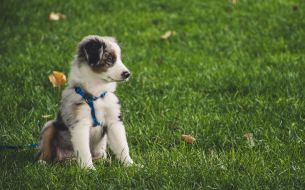 best-puppy-food-for-your-small-friend
